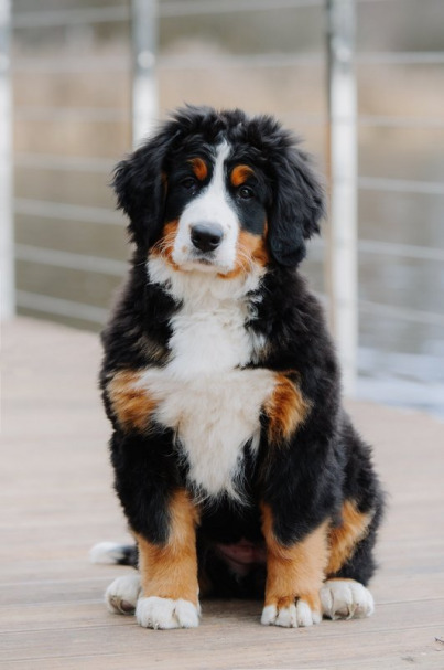 Бернский зенненхунд с родословной